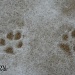 footprints in the snow  024_341_2011 by pennyrae