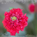 Red frilly Poppy  by ludwigsdiana