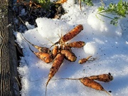 9th Dec 2021 - Time to dig up some carrots
