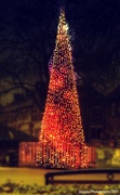 10th Dec 2021 - Christmas tree