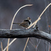 Immature white-crowned sparrow by rminer