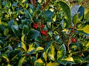 6th Dec 2021 - Red holly berries and variegated leaves.