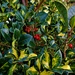 Red holly berries and variegated leaves. by grace55