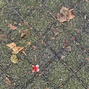 10th Dec 2021 - Litter in floral disguise