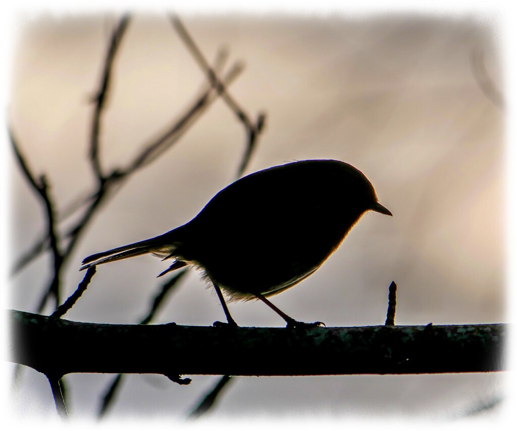 Robin In Silhouette by carolmw