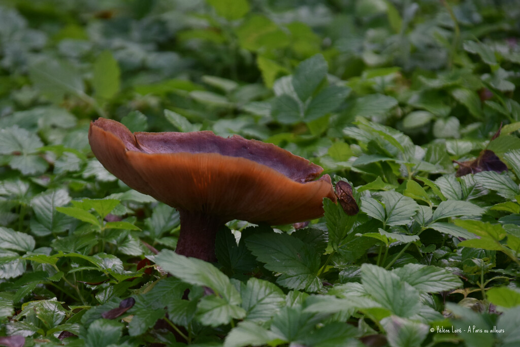 mushroom by parisouailleurs