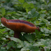 mushroom by parisouailleurs