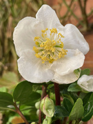 9th Dec 2021 - Christmas Rose