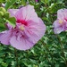 Native Hibiscus ..syriacus Double Purple Satin ~   by happysnaps