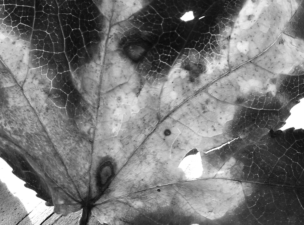 Sweetgum leaf... by marlboromaam
