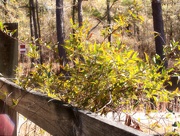 11th Dec 2021 - Carolina wild jasmine vine...
