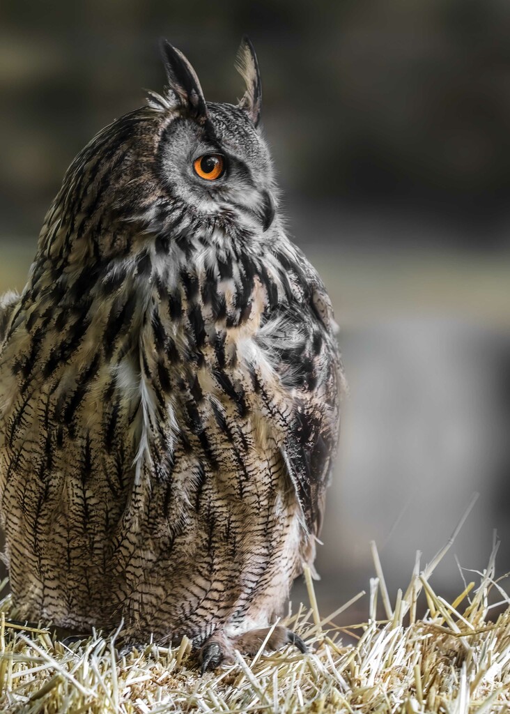 Eagle Owl  by shepherdmanswife