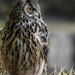 Eagle Owl  by shepherdmanswife