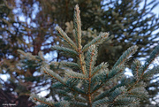 10th Dec 2021 - Pine tree