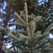 Pine tree by larrysphotos