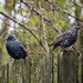 Spreeuw (Sturnus vulgaris) Starling by pyrrhula
