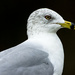 Ring-Billed Gull by cwbill