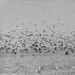 So Many Waterfowl by cwbill