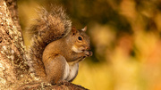 10th Dec 2021 - Mr Squirrel Having His Snack!