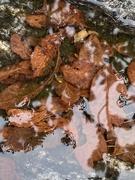 24th Nov 2021 - Fall Leaves in Puddle