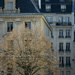 one tree by parisouailleurs
