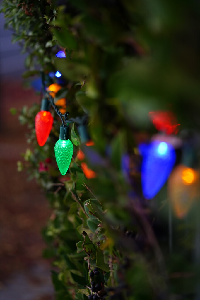 String lights on privacy hedge by acolyte