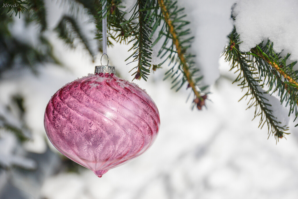The new pink ornament by novab