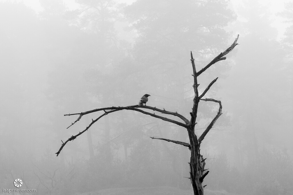 Raven in the fog by djepie