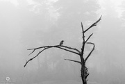 11th Dec 2021 - Raven in the fog