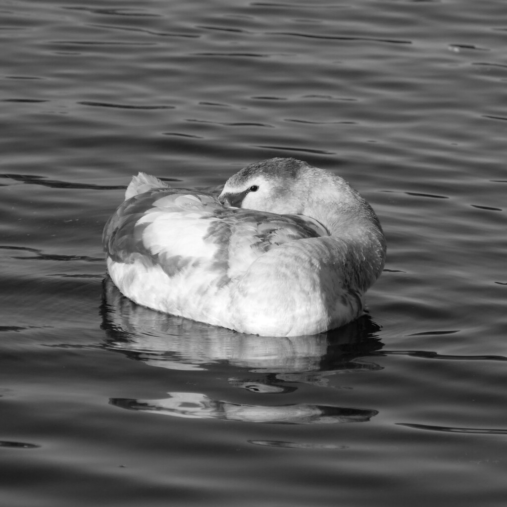 snuggle up, swan by cam365pix