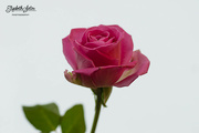 11th Dec 2021 - Pink rose