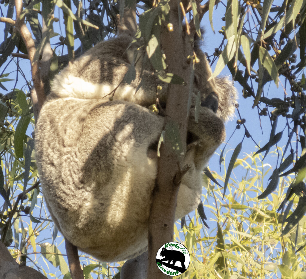 arboreal = by koalagardens