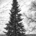 Stately Pine by digitalrn