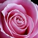 Another Rose by carole_sandford