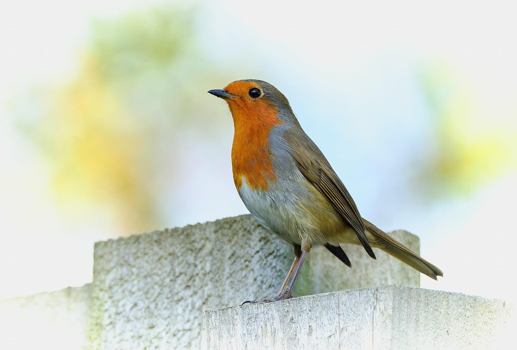 Robins always brighten up a Wintery day by tillytarka365