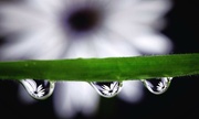11th Dec 2021 - Reflections of an African Daisy 