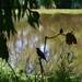  Silhouette Of A Bird ~  by happysnaps