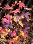 12th Dec 2021 - Young sweet gum tree displaying brilliant colors...