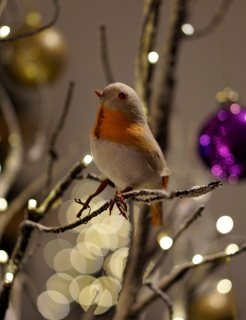 Christmas Robin by phil_howcroft