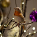Christmas Robin by phil_howcroft