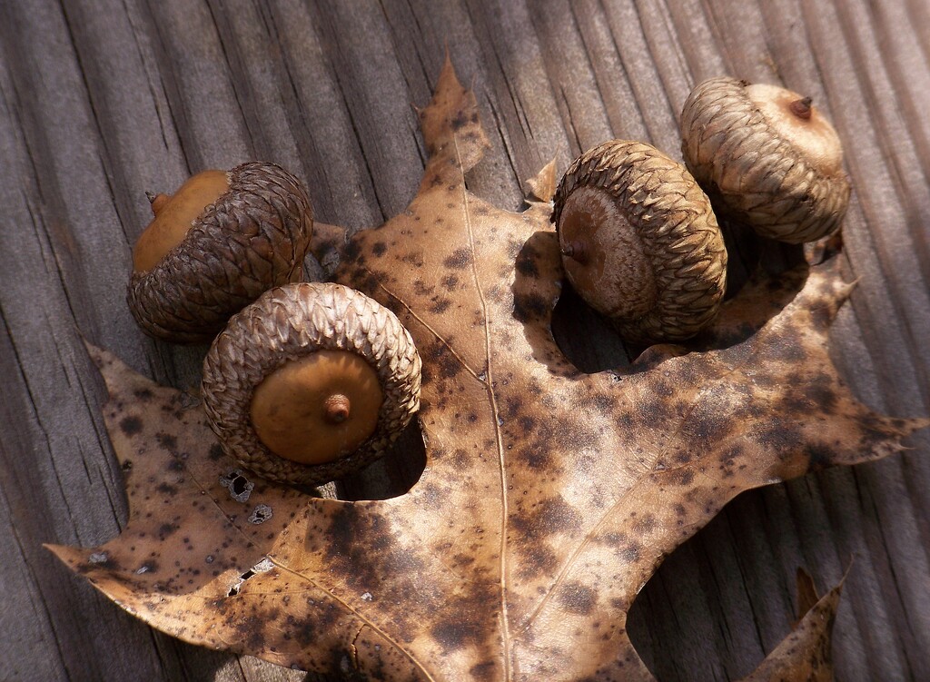 Pin oak acorns and leaf... by marlboromaam