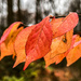 Red and Orange Leaves in Potomac Overlook Park by jbritt