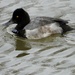 lesser scaup by amyk