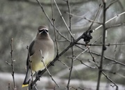 11th Dec 2021 - Cedar waxwing2