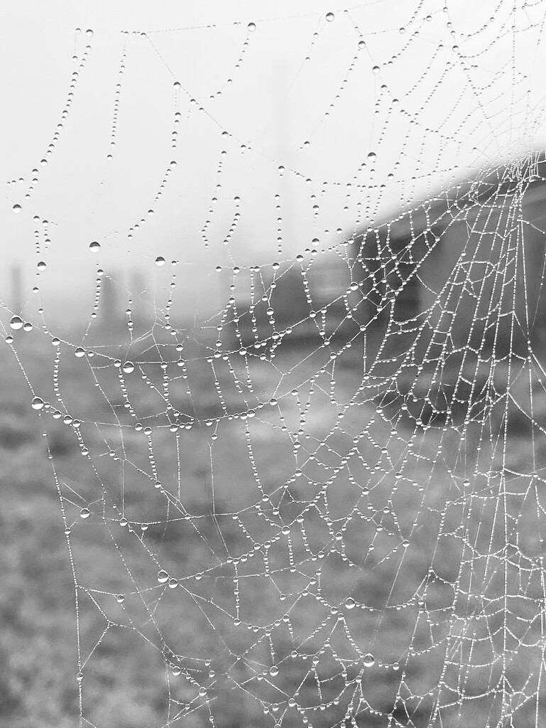 Spiderweb in dew by clay88