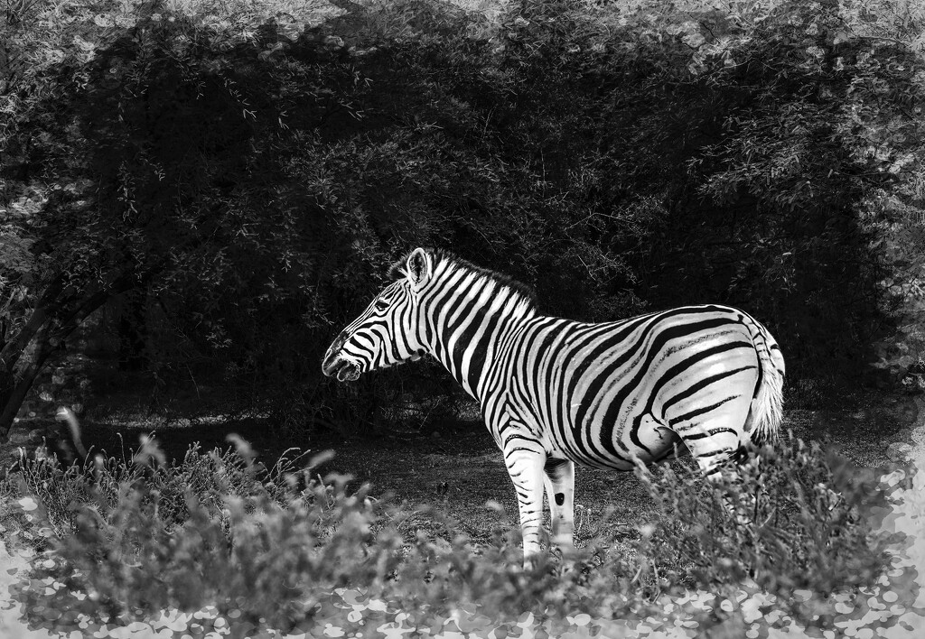 Typical Zebra by ludwigsdiana