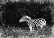 12th Dec 2021 - Typical Zebra