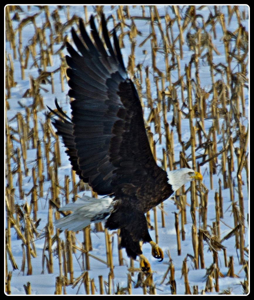 American Bald Eagle by bluemoon