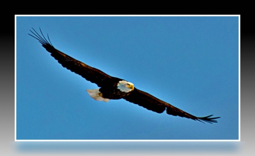 Soaring High...On the Wings of an Eagle by bluemoon