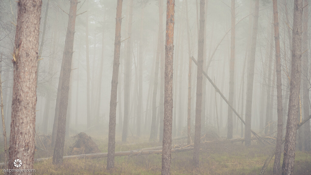 Misty forest by djepie